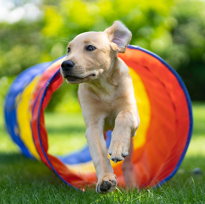 Agility dogs